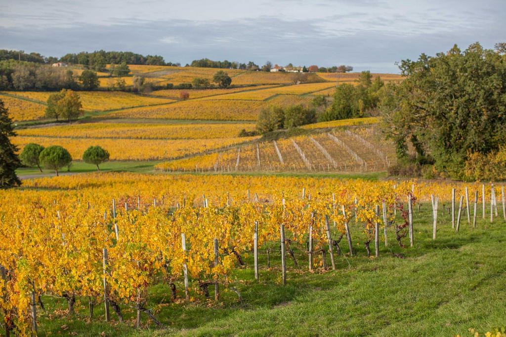 Le vignoble à vélo